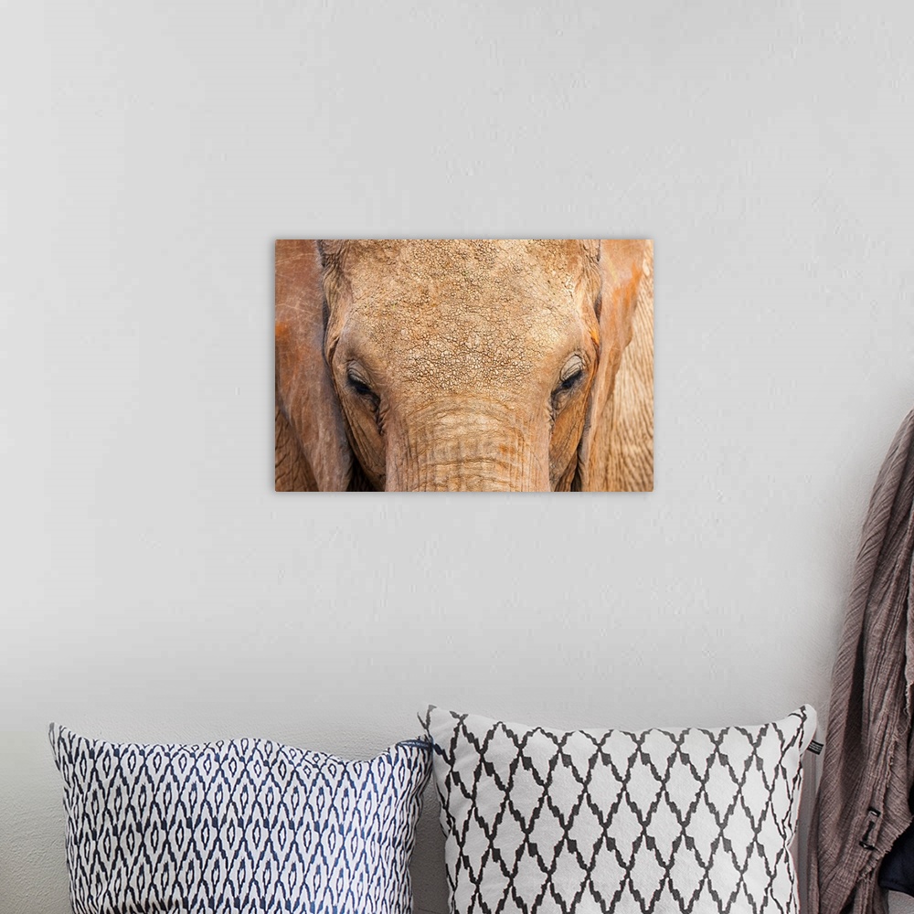 A bohemian room featuring Elephant (Loxodonta africana), Tsavo East National Park, Kenya, East Africa, Africa