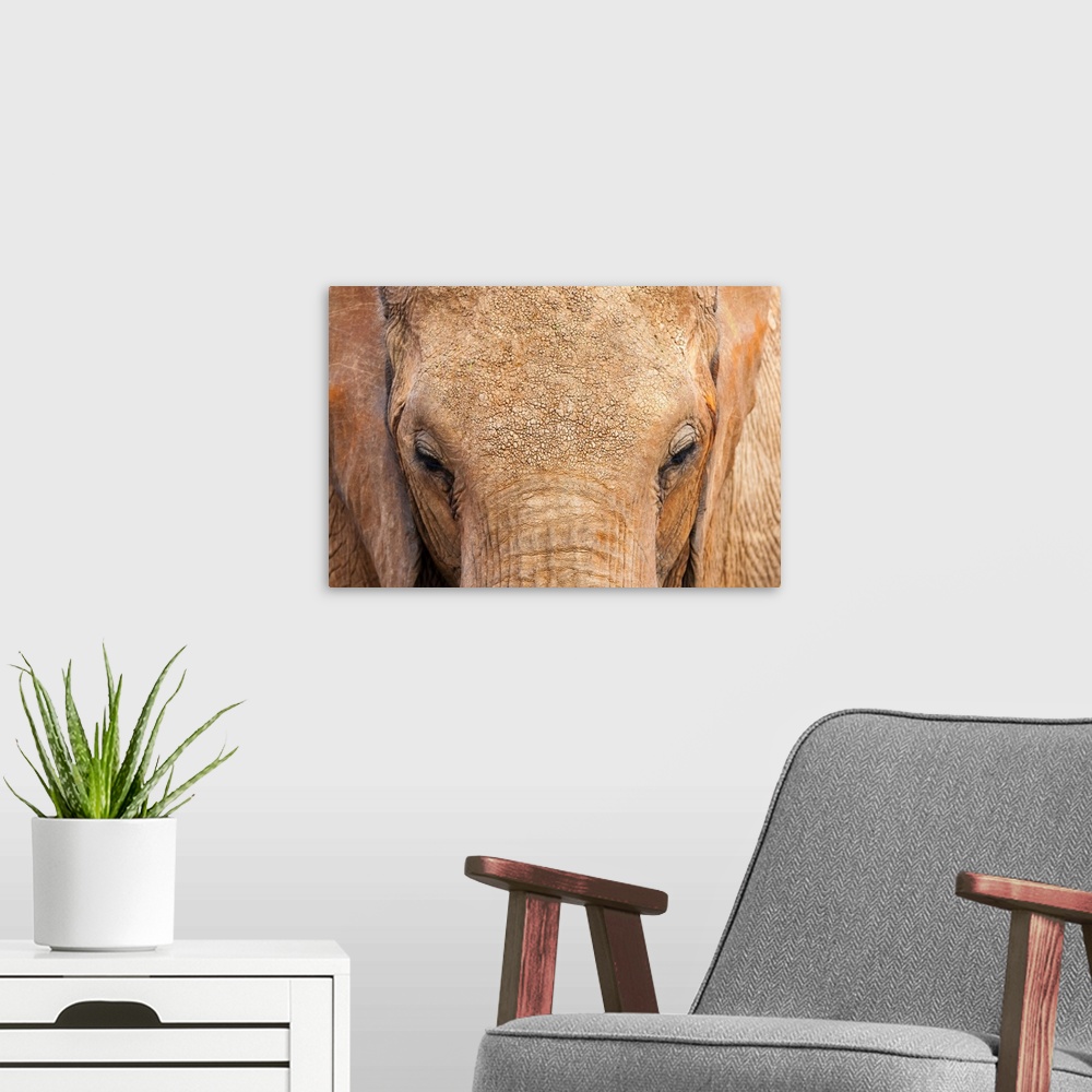 A modern room featuring Elephant (Loxodonta africana), Tsavo East National Park, Kenya, East Africa, Africa