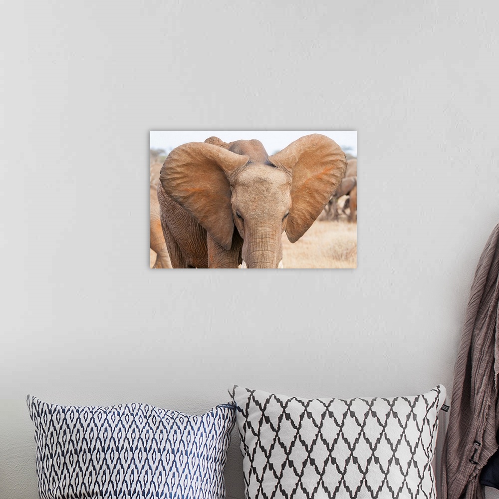 A bohemian room featuring Elephant (Loxodonta africana), Tsavo East National Park, Kenya, East Africa, Africa