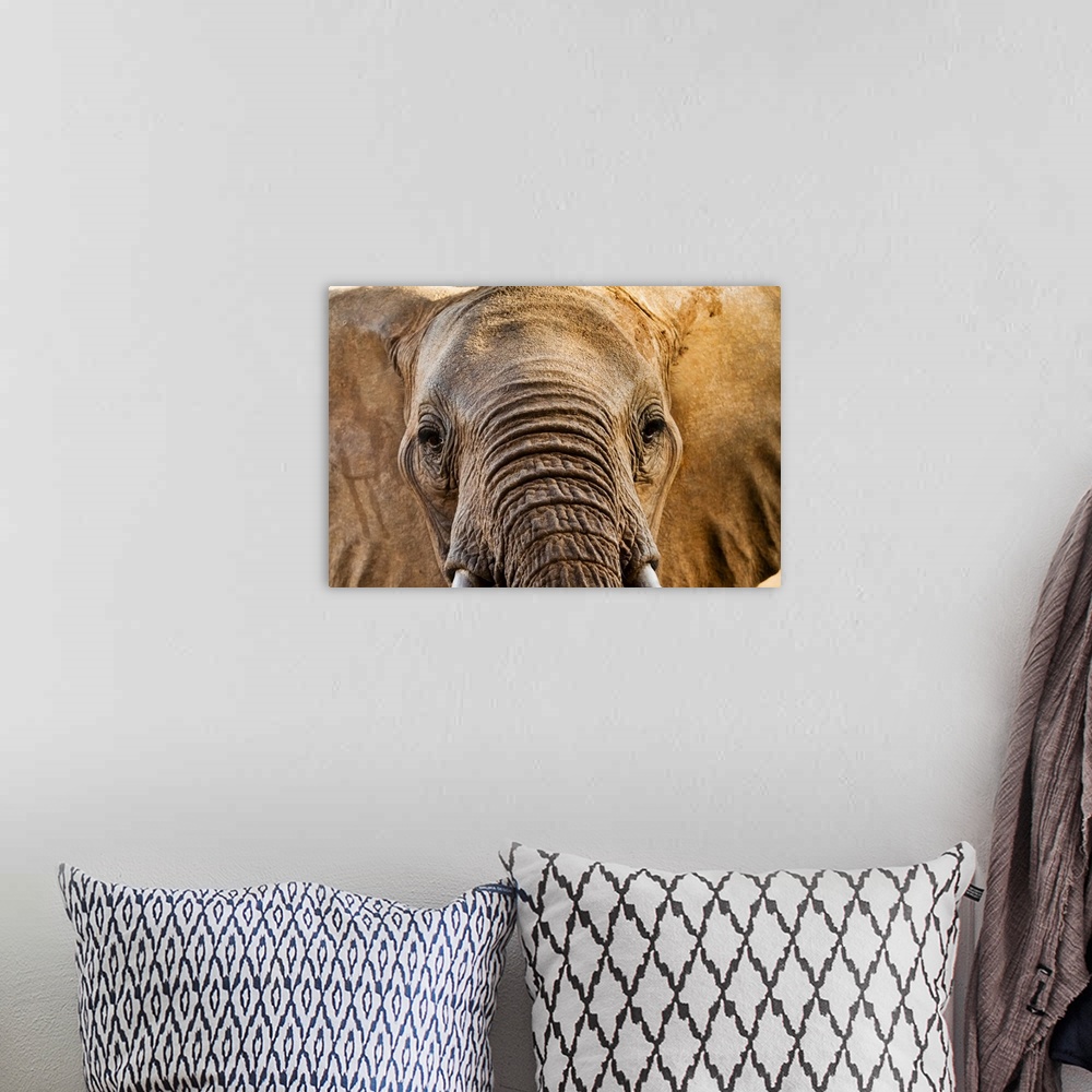 A bohemian room featuring Elephant (Loxodonta africana), Taita Hills Wildlife Sanctuary, Kenya, East Africa, Africa
