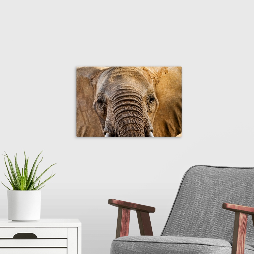 A modern room featuring Elephant (Loxodonta africana), Taita Hills Wildlife Sanctuary, Kenya, East Africa, Africa