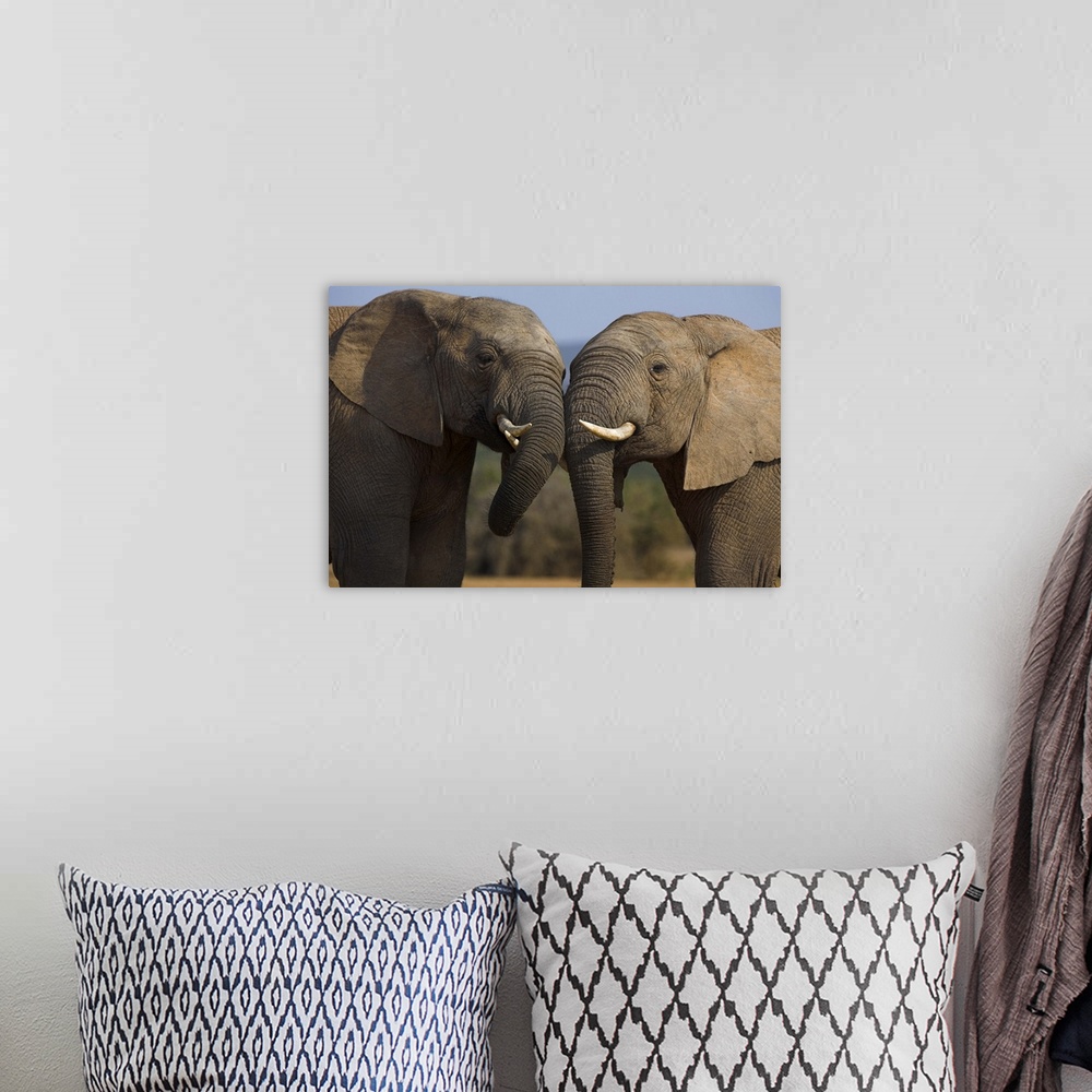 A bohemian room featuring Elephants, Addo Elephant National park, Eastern Cape, South Africa