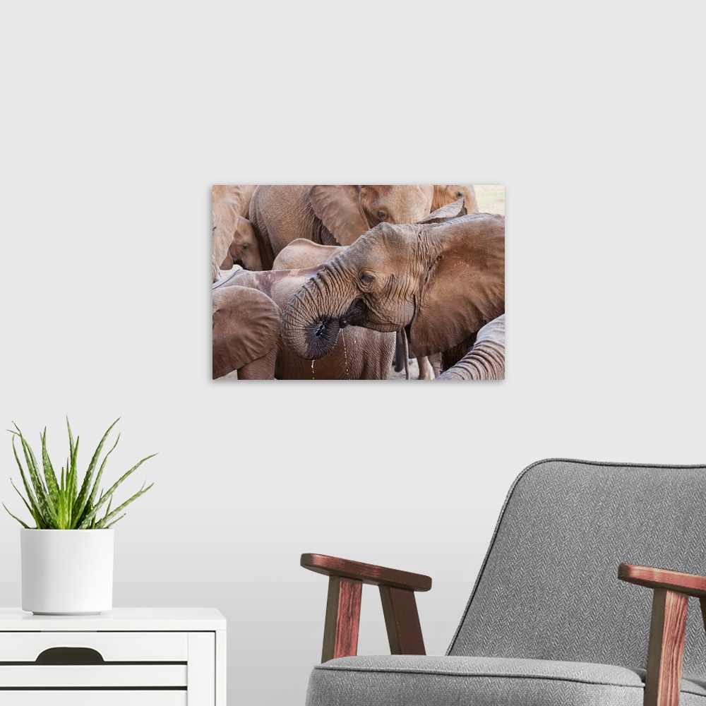 A modern room featuring Elephants (Loxodonta africana) drinking, Taita Hills Wildlife Sanctuary, Kenya, East Africa, Africa