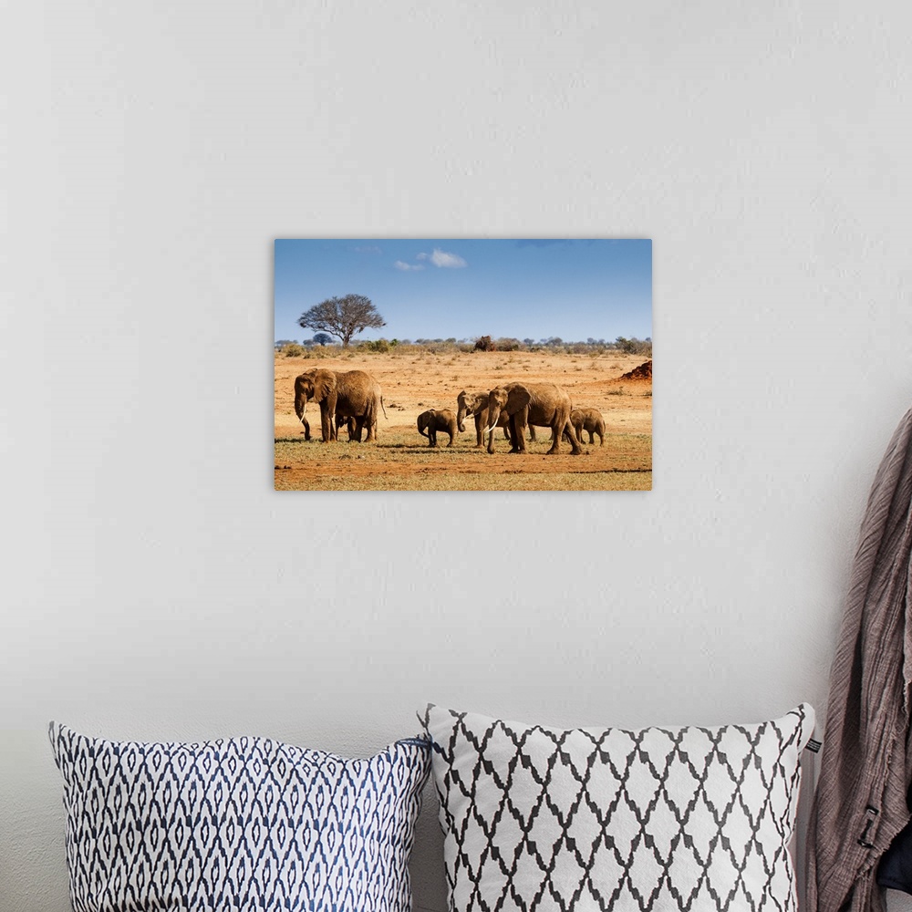 A bohemian room featuring Elephants parade (Loxodonta africana), Tsavo East National Park, Kenya, East Africa, Africa