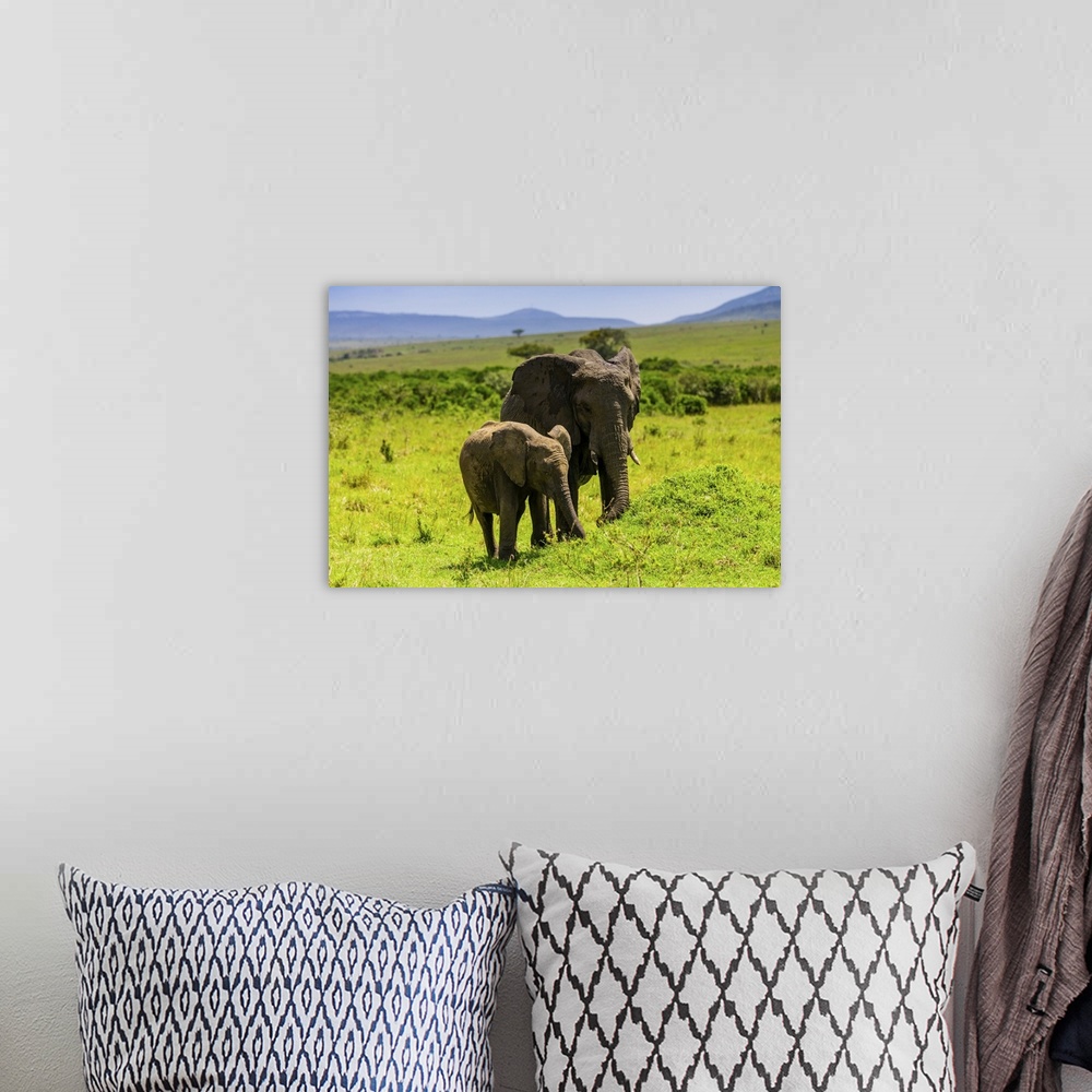 A bohemian room featuring Elephants seen on a Safari in the Maasai Mara National Reserve, Kenya, East Africa, Africa