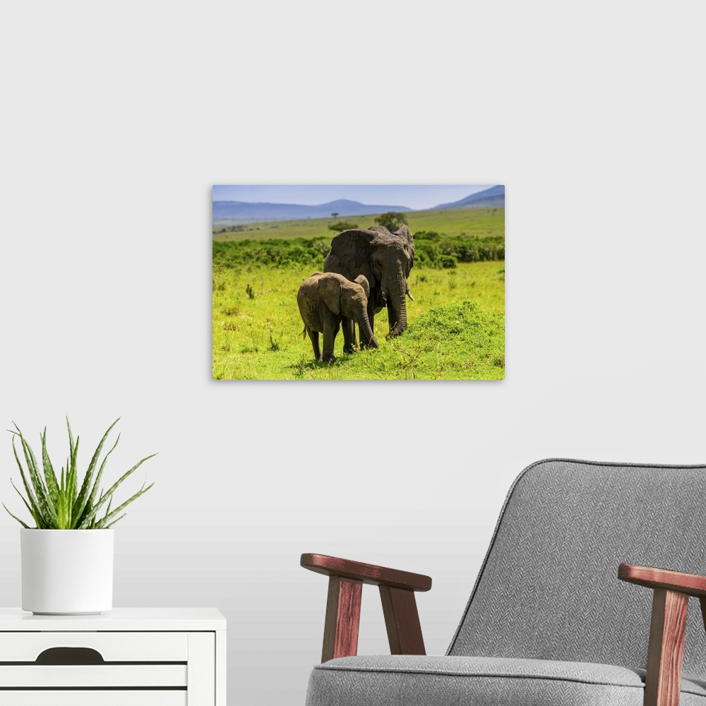 A modern room featuring Elephants seen on a Safari in the Maasai Mara National Reserve, Kenya, East Africa, Africa