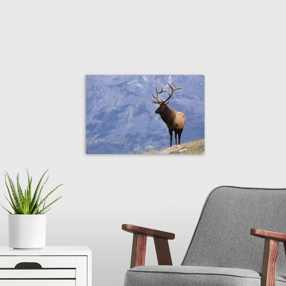 A modern room featuring Elk, Jasper National Park, Alberta, Canada, North America