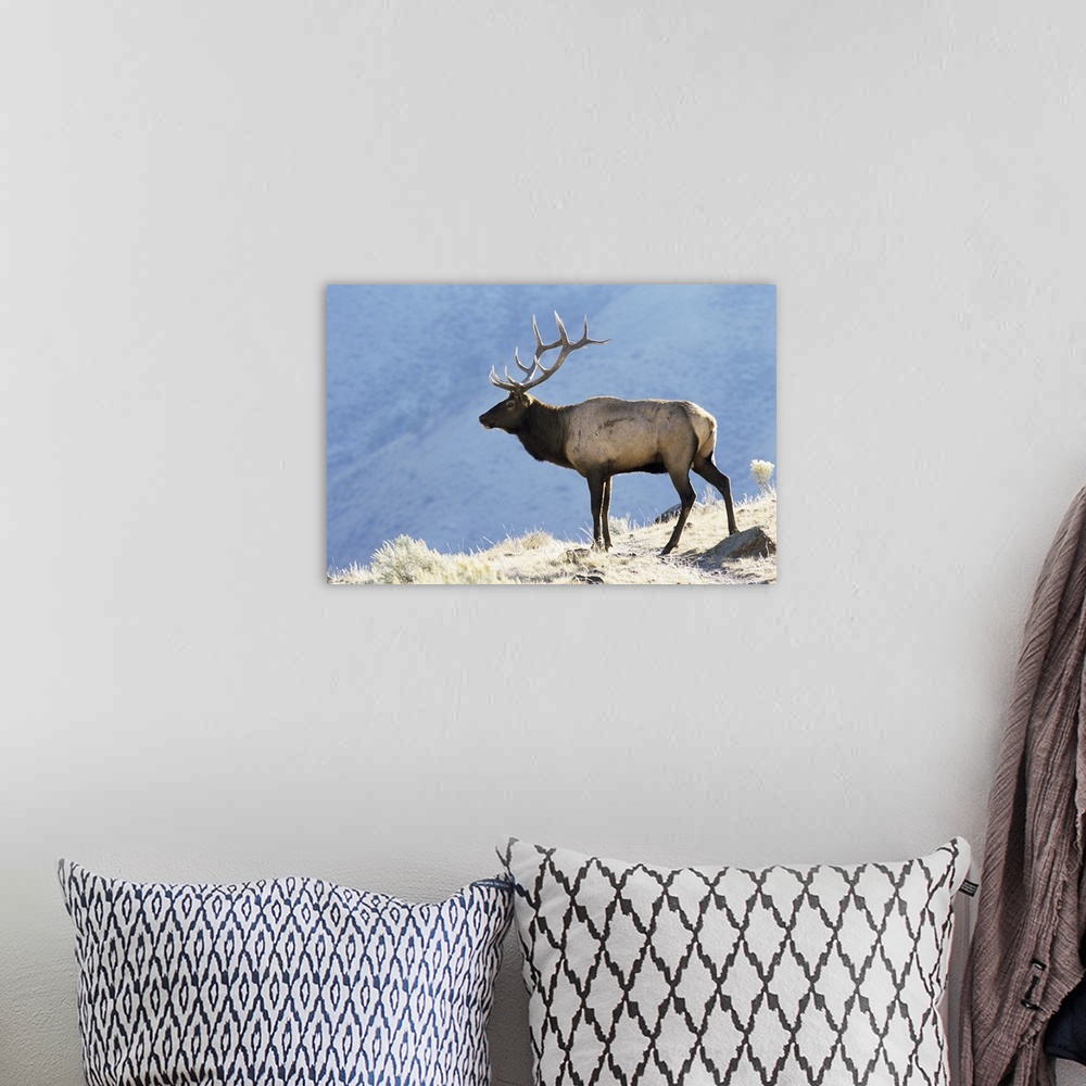 A bohemian room featuring Elk, Yellowstone National Park, Wyoming, USA