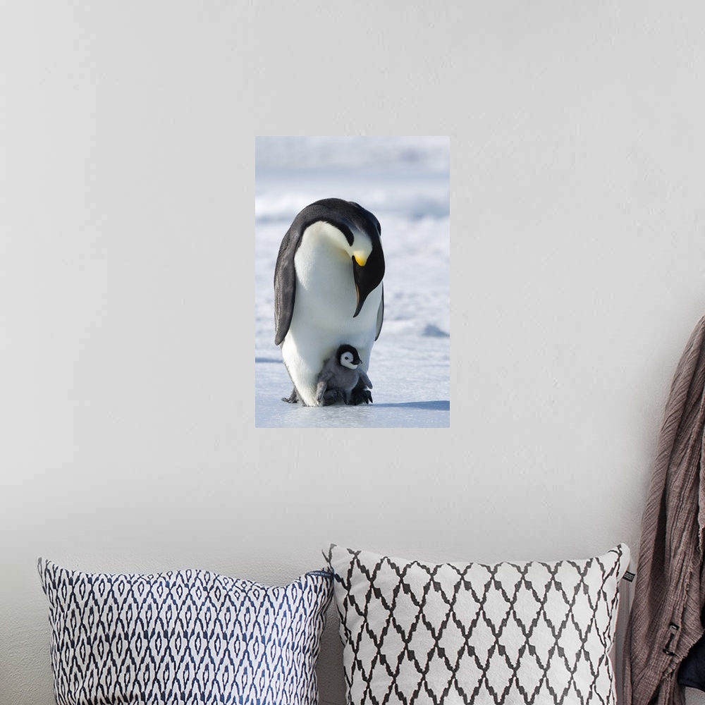 A bohemian room featuring Emperor penguin and chick, Snow Hill Island, Weddell Sea, Antarctica, Polar Regions