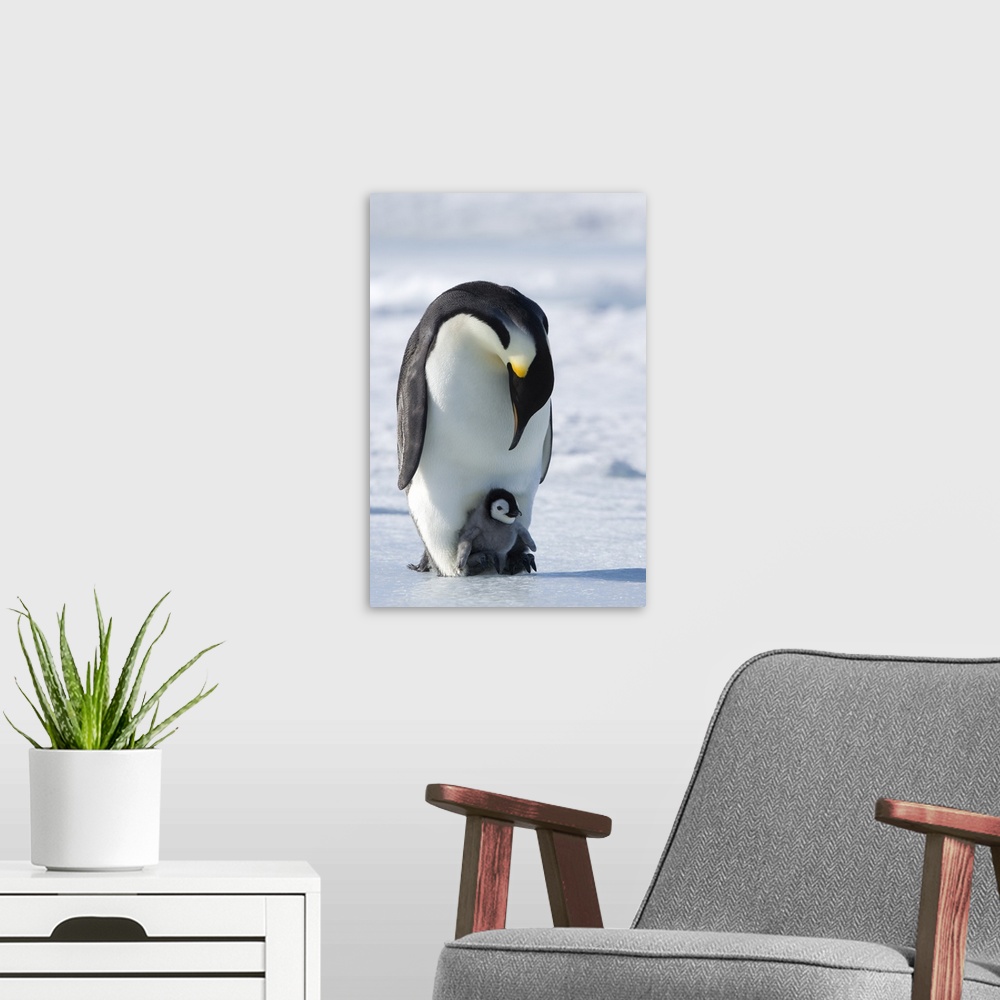A modern room featuring Emperor penguin and chick, Snow Hill Island, Weddell Sea, Antarctica, Polar Regions