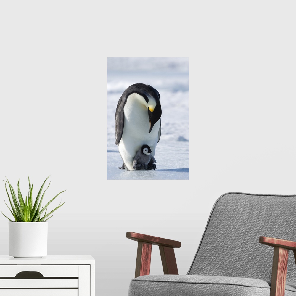 A modern room featuring Emperor penguin and chick, Snow Hill Island, Weddell Sea, Antarctica, Polar Regions