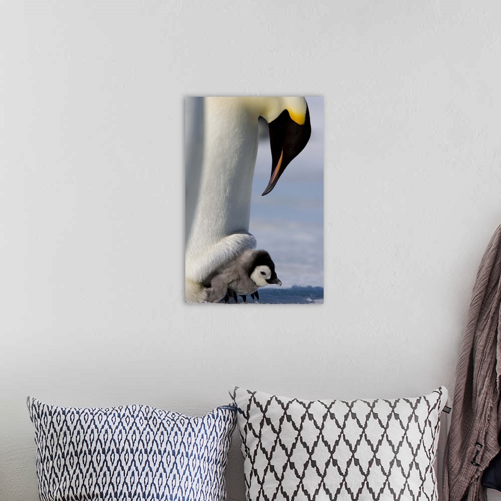 A bohemian room featuring Emperor penguin and chick, Snow Hill Island, Weddell Sea, Antarctica, Polar Regions