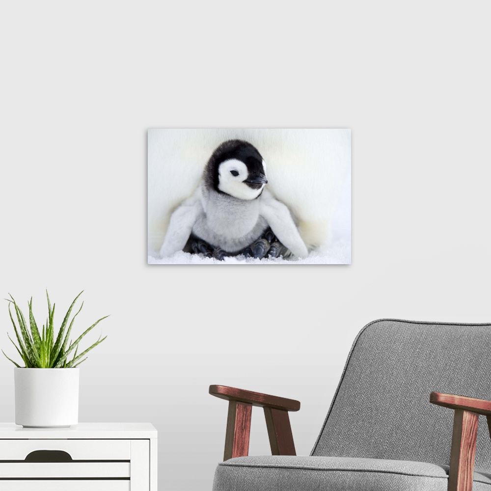A modern room featuring Emperor penguin chick Snow Hill Island, Weddell Sea, Antarctica