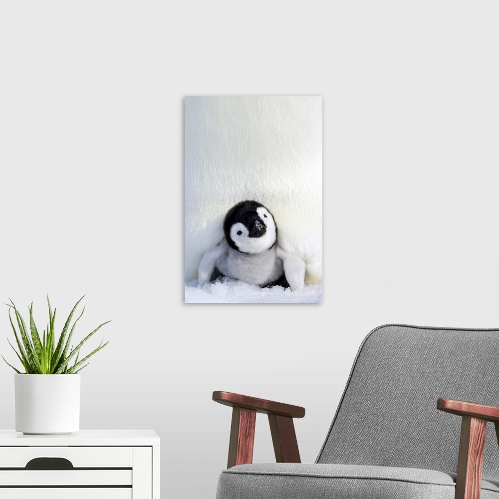 A modern room featuring Emperor penguin (Aptenodytes forsteri), chick, Snow Hill Island, Weddell Sea, Antarctica, Polar R...