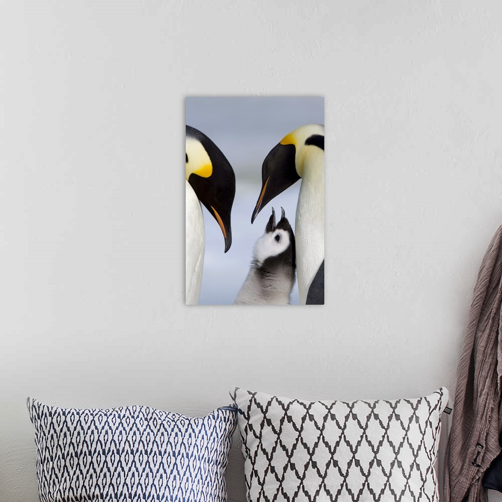 A bohemian room featuring Emperor penguins and chick, Snow Hill Island, Weddell Sea, Antarctica, Polar Regions