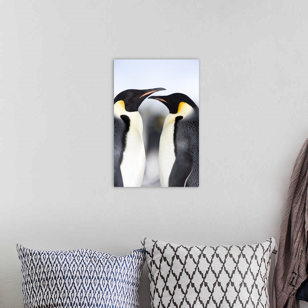 A bohemian room featuring Emperor penguins, Snow Hill Island, Weddell Sea, Antarctica, Polar Regions