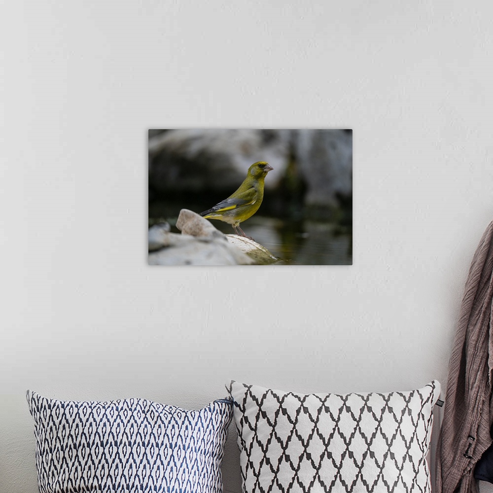 A bohemian room featuring European greenfinch (Chloris chloris), Notranjska Regional Park, Slovenia, Europe