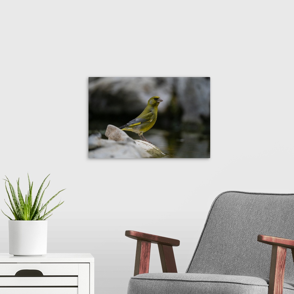 A modern room featuring European greenfinch (Chloris chloris), Notranjska Regional Park, Slovenia, Europe