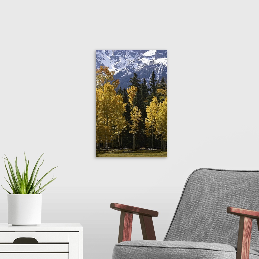 A modern room featuring Fall colors of aspens with evergreens, near Ouray, Colorado