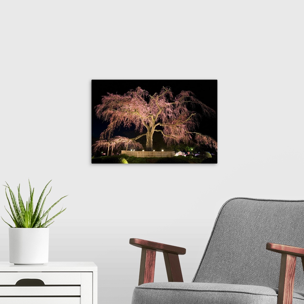 A modern room featuring Famous giant weeping cherry tree  in blossom, Maruyama Park, Kyoto, Honshu, Japan