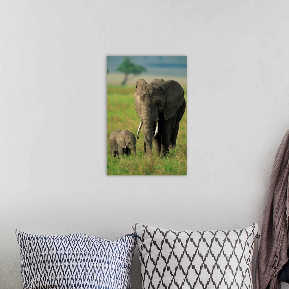 A bohemian room featuring Female and calf, African elephant, Masai Mara National Reserve, Kenya