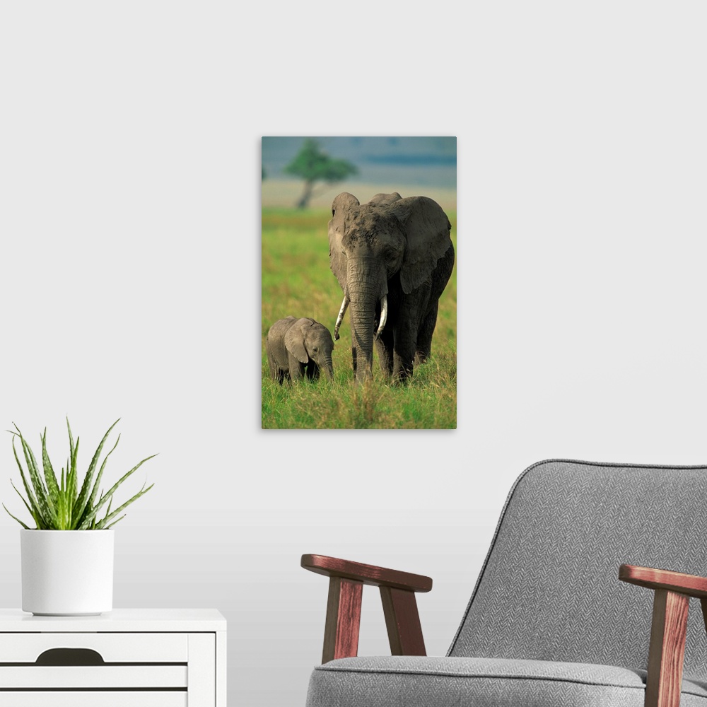 A modern room featuring Female and calf, African elephant, Masai Mara National Reserve, Kenya