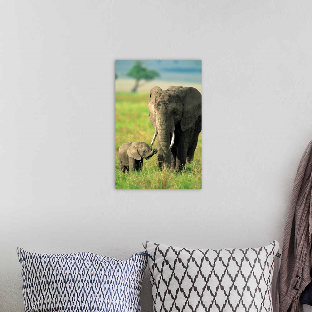 A bohemian room featuring Female and calf, African elephant, Masai Mara National Reserve, Kenya, East Africa