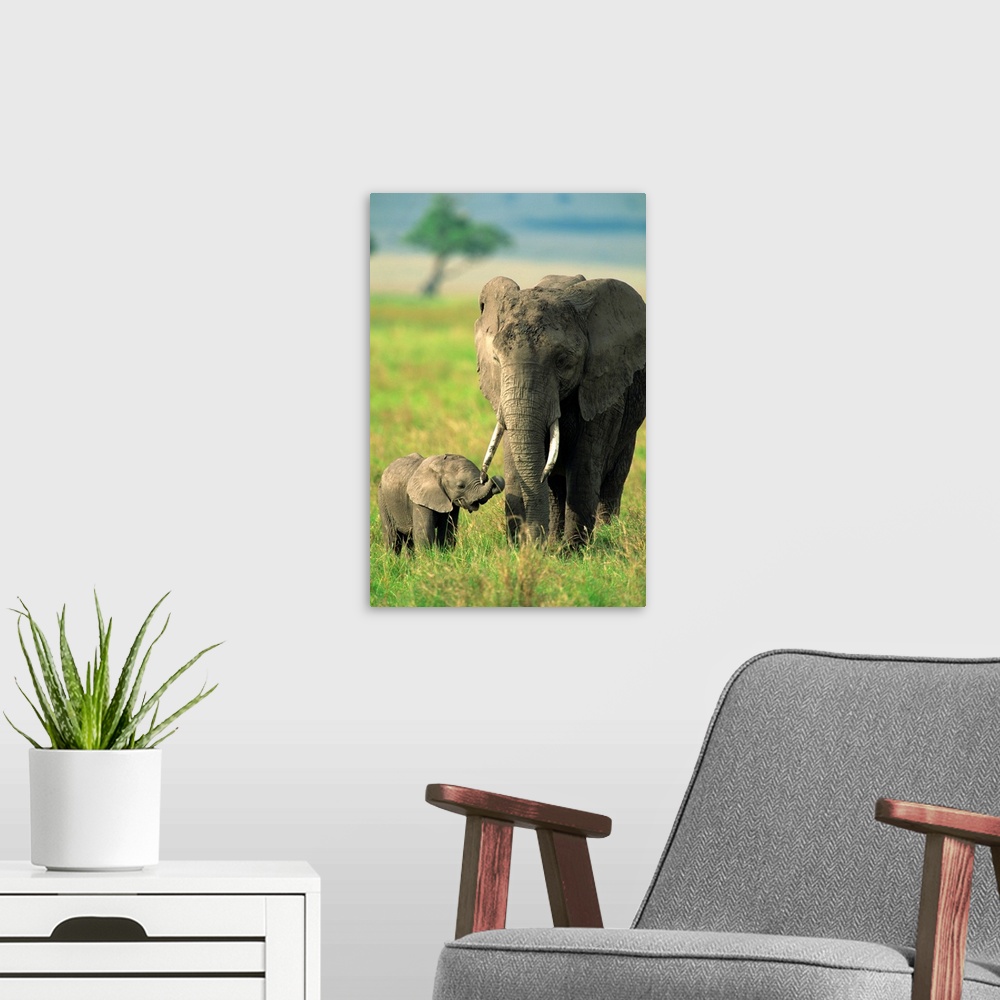 A modern room featuring Female and calf, African elephant, Masai Mara National Reserve, Kenya, East Africa