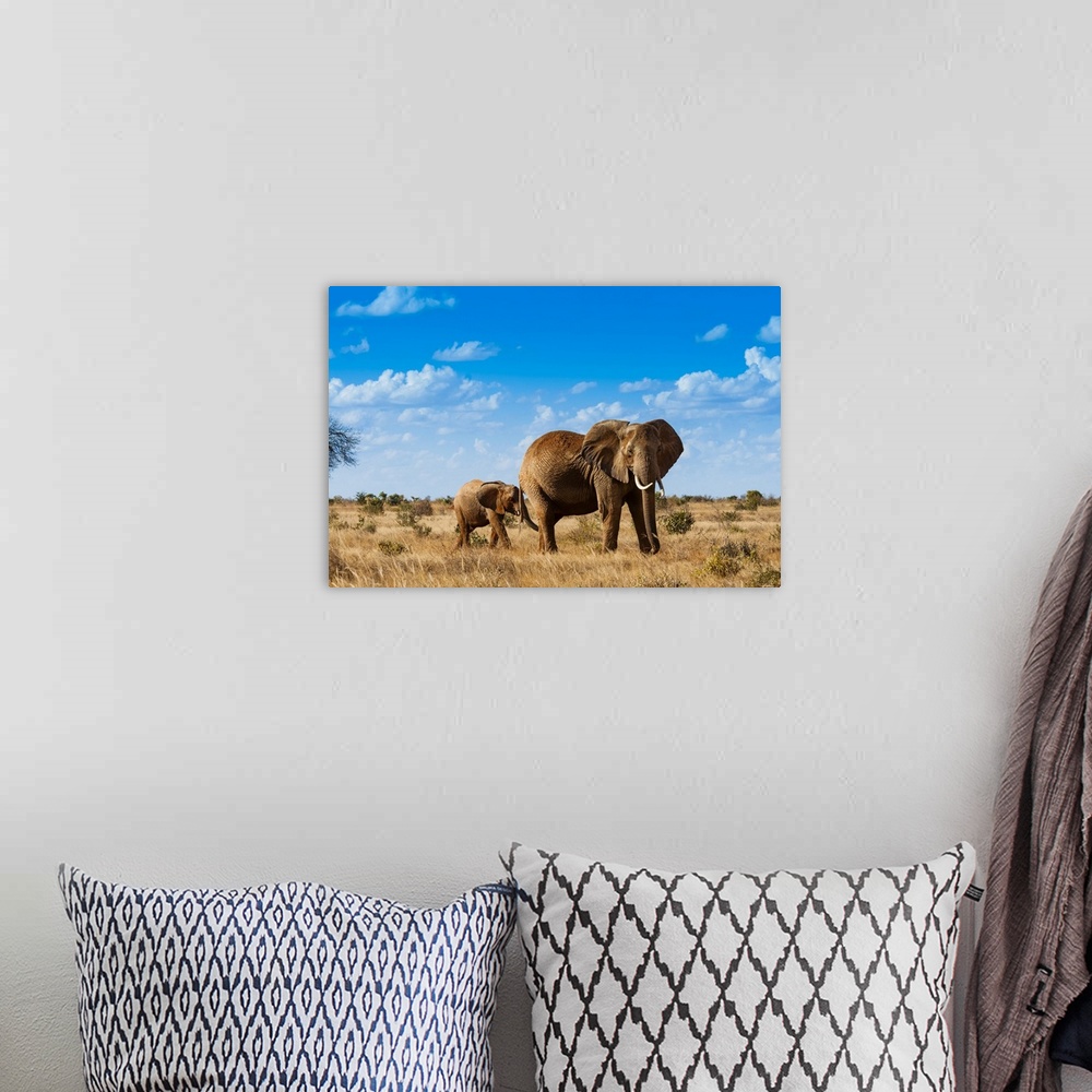 A bohemian room featuring Female Elephant and two year old calf (Loxodonta africana), Tsavo East National Park, Kenya, East...