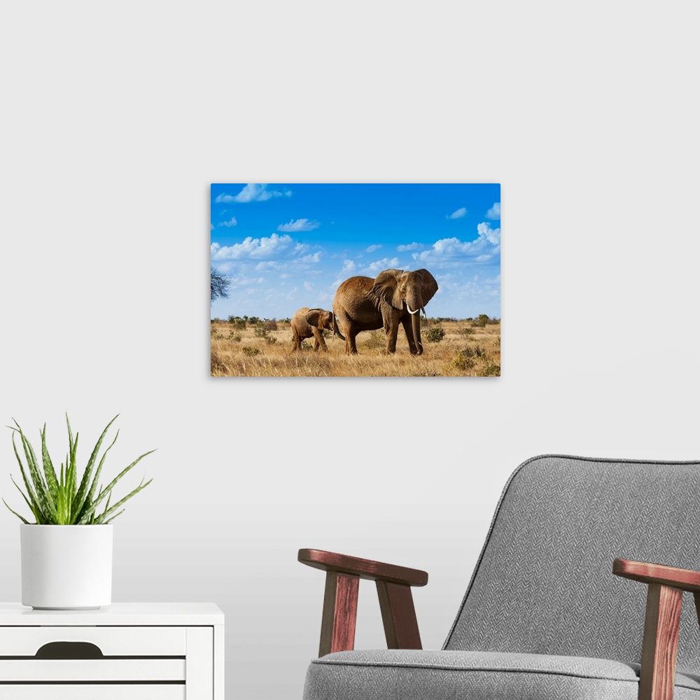 A modern room featuring Female Elephant and two year old calf (Loxodonta africana), Tsavo East National Park, Kenya, East...
