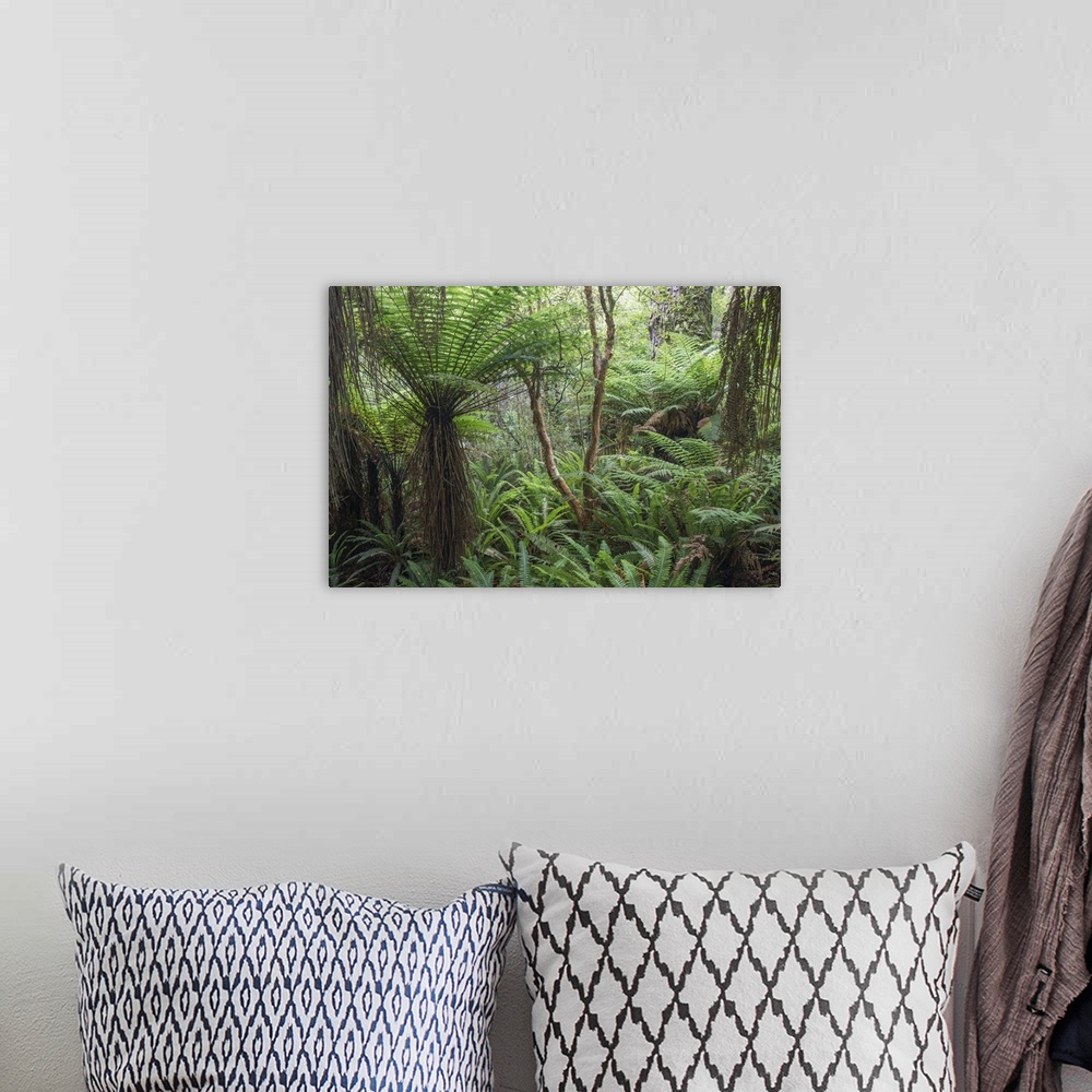 A bohemian room featuring Ferns growing in temperate rainforest, Purakaunui, near Owaka, Catlins Conservation Area, Clutha ...