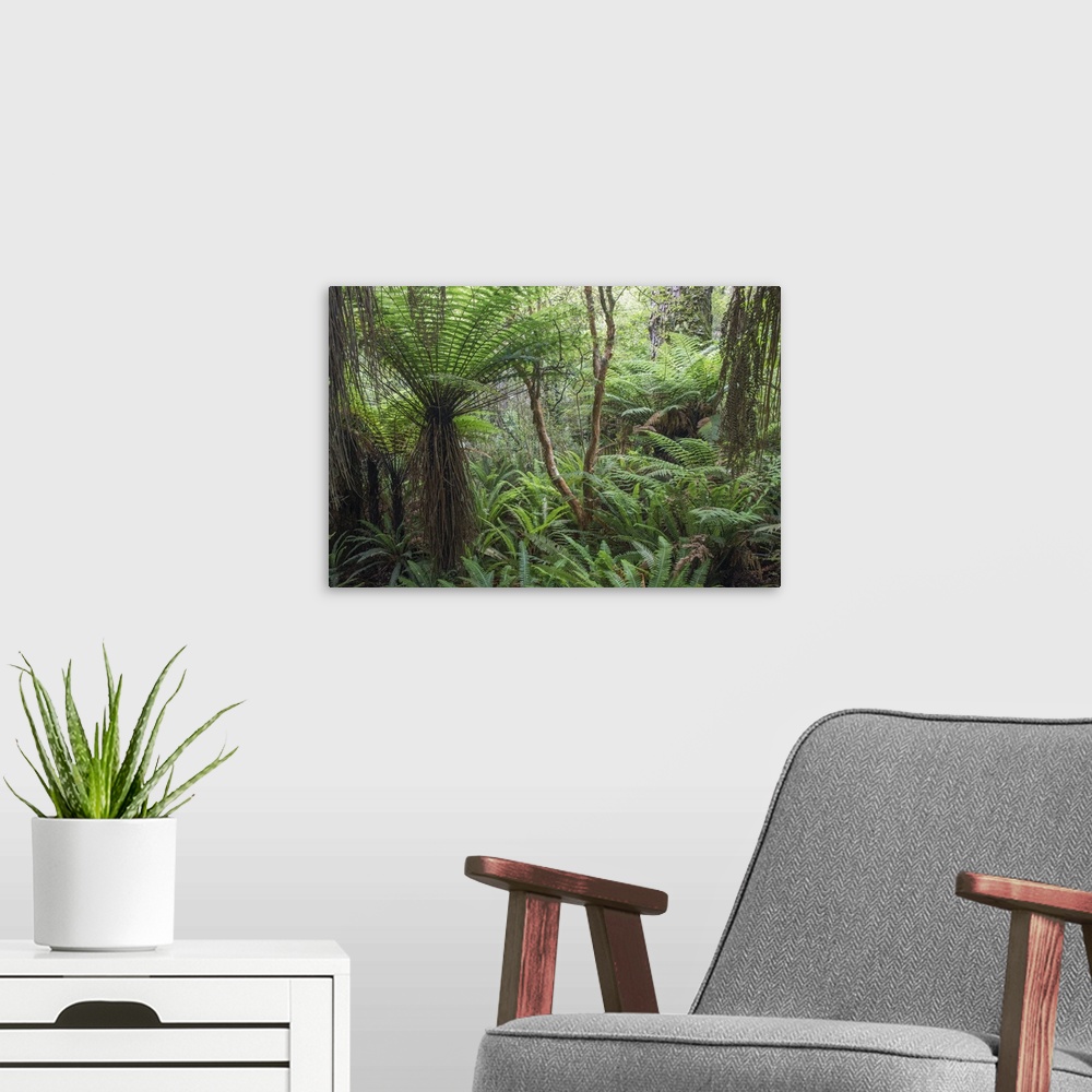 A modern room featuring Ferns growing in temperate rainforest, Purakaunui, near Owaka, Catlins Conservation Area, Clutha ...