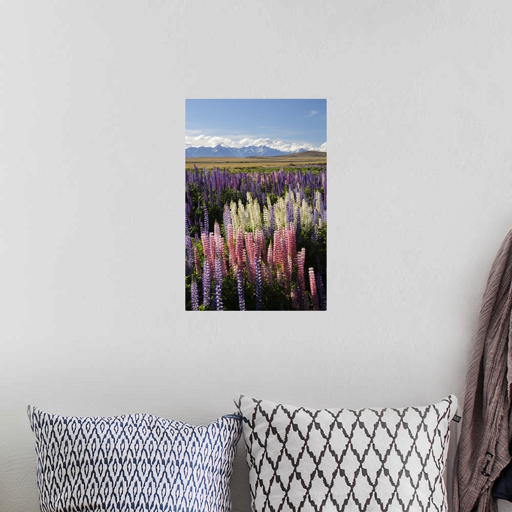 A bohemian room featuring Field of lupins with Southern Alps behind, near Lake Tekapo, Canterbury region, South Island, New...