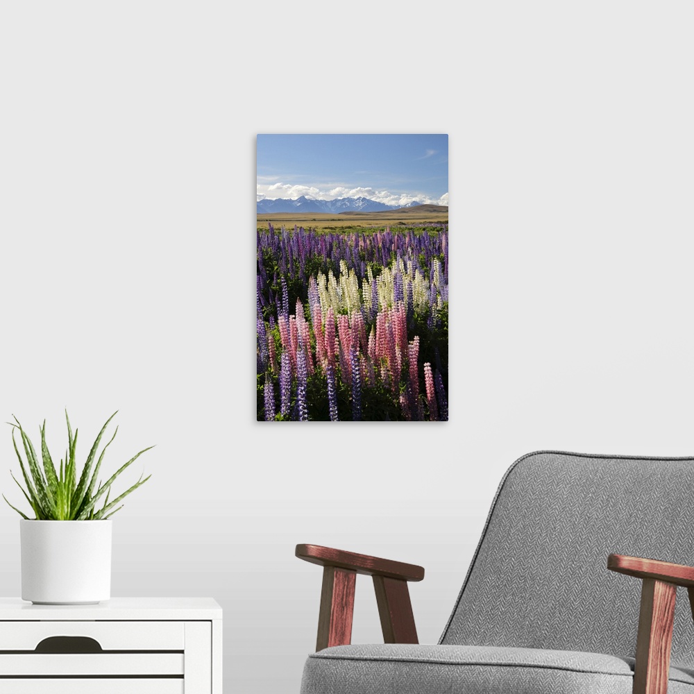 A modern room featuring Field of lupins with Southern Alps behind, near Lake Tekapo, Canterbury region, South Island, New...