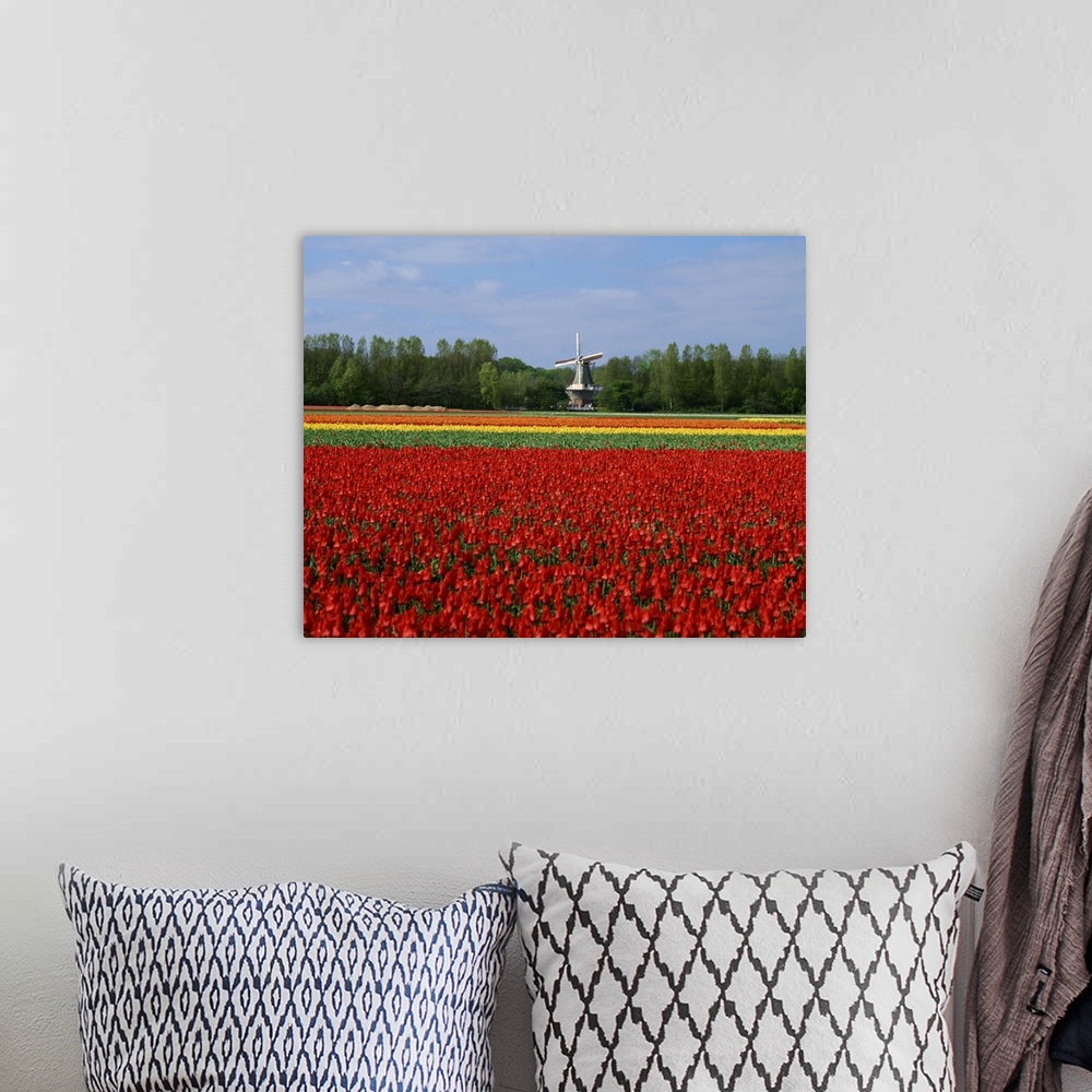 A bohemian room featuring Field of tulips with a windmill in the background, near Amsterdam, Holland