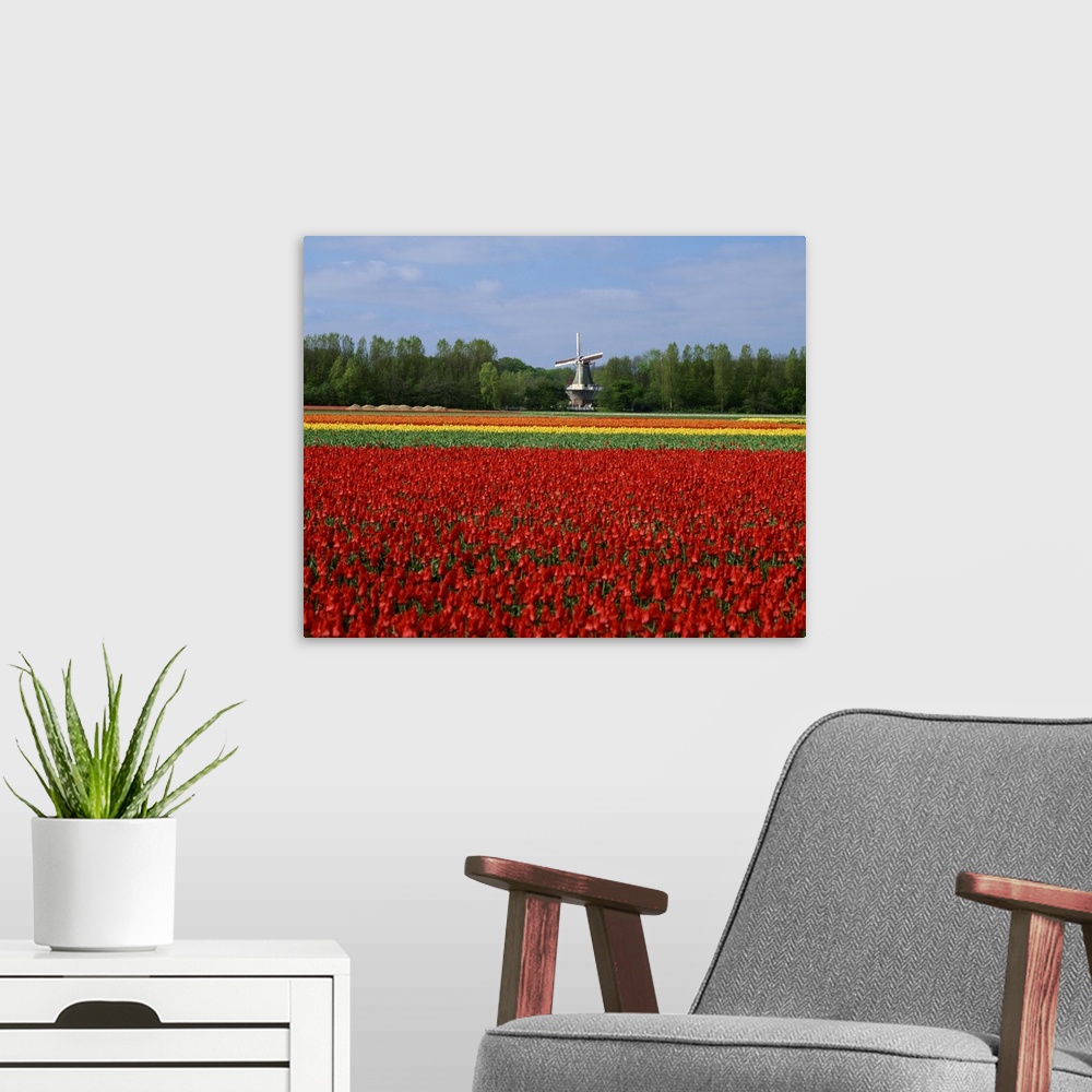 A modern room featuring Field of tulips with a windmill in the background, near Amsterdam, Holland