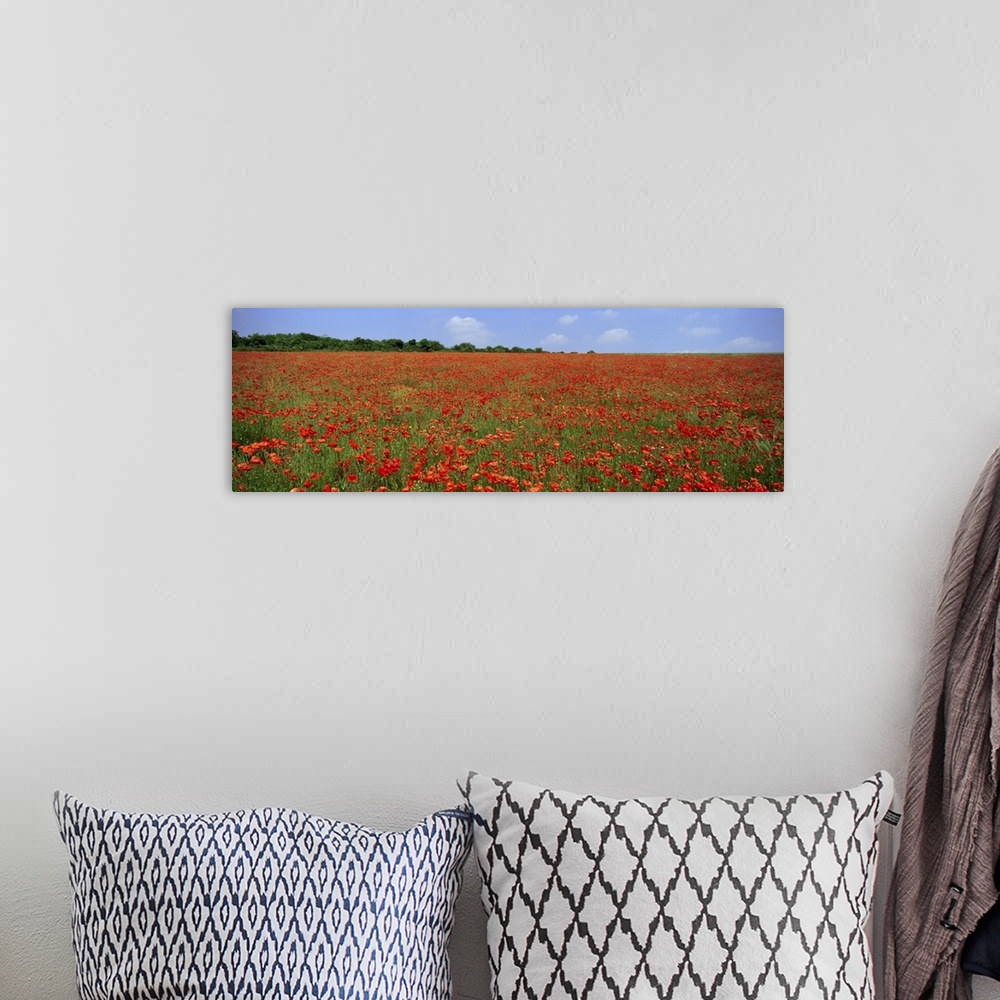 A bohemian room featuring Field of wild poppies, Wiltshire, England, United Kingdom, Europe