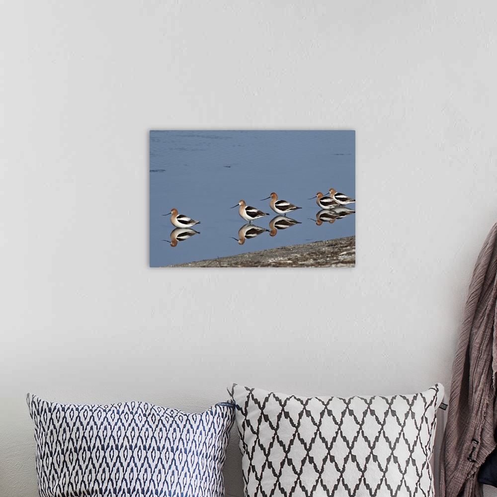 A bohemian room featuring Five American avocet, Yellowstone National Park, Wyoming