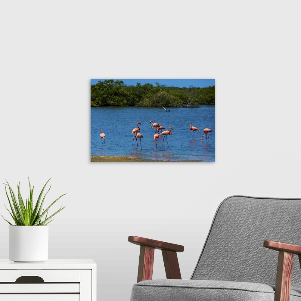 A modern room featuring Flamingos lounging around in their natural habitat, Bonaire, Netherlands Antilles, Caribbean, Cen...