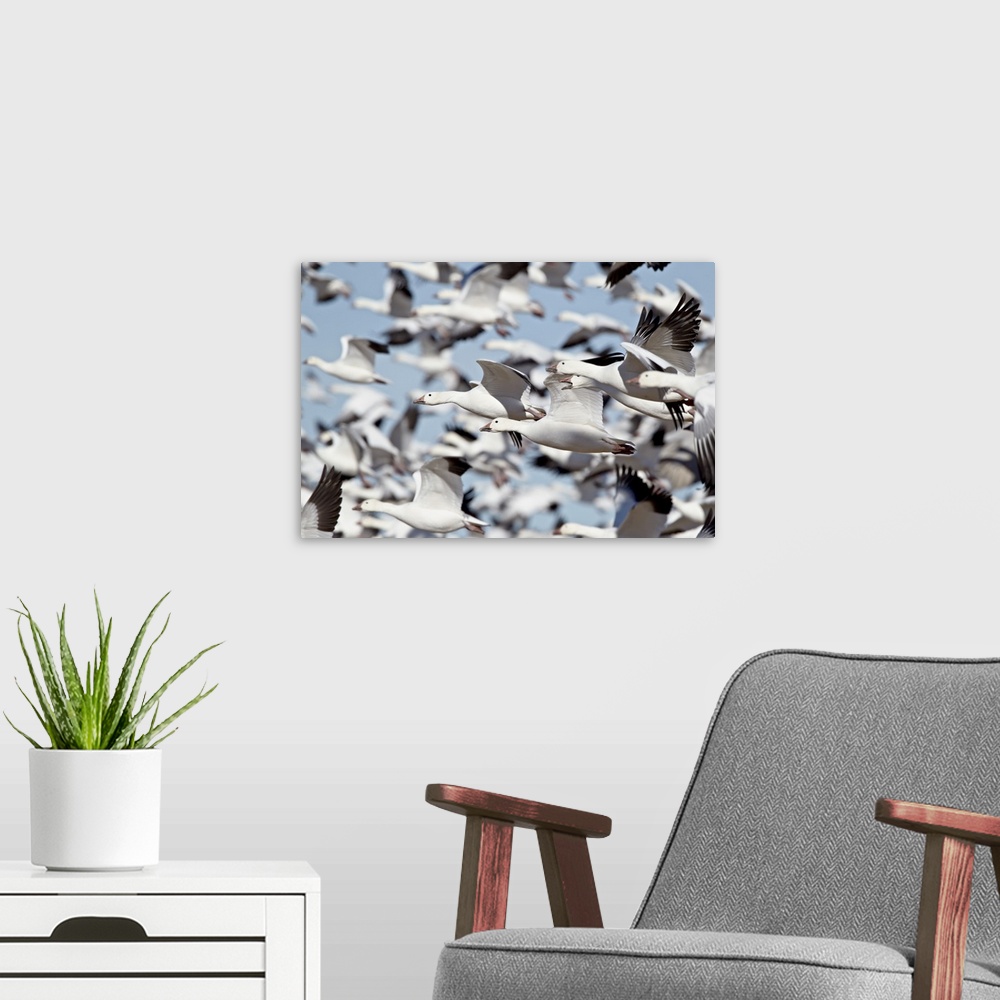 A modern room featuring Flock of snow goose blasting off, Bosque del Apache National Wildlife Refuge, New Mexico