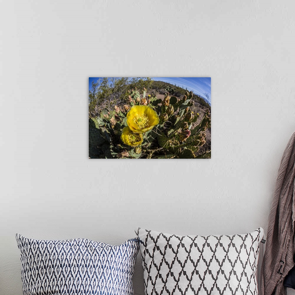 A bohemian room featuring Flowering prickly pear cactus (Opuntia ficus-indica), in the Sweetwater Preserve, Tucson, Arizona...