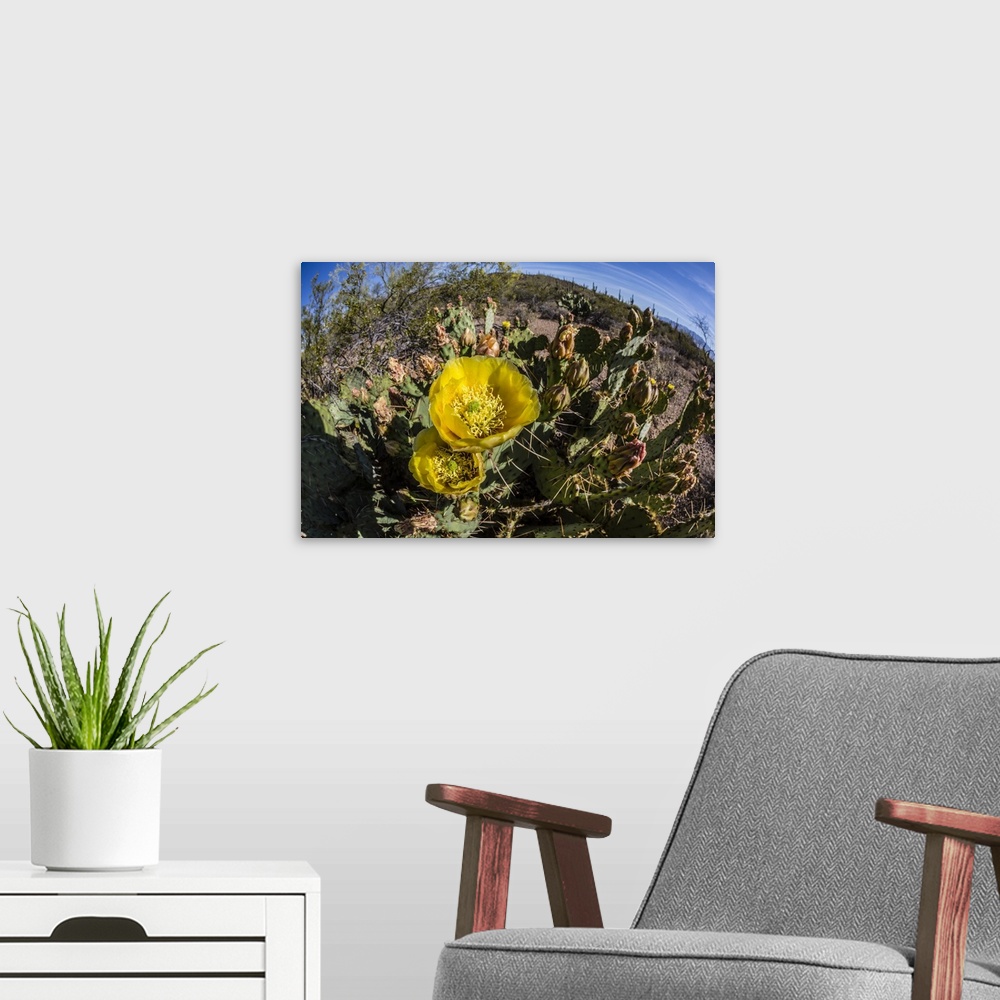 A modern room featuring Flowering prickly pear cactus (Opuntia ficus-indica), in the Sweetwater Preserve, Tucson, Arizona...