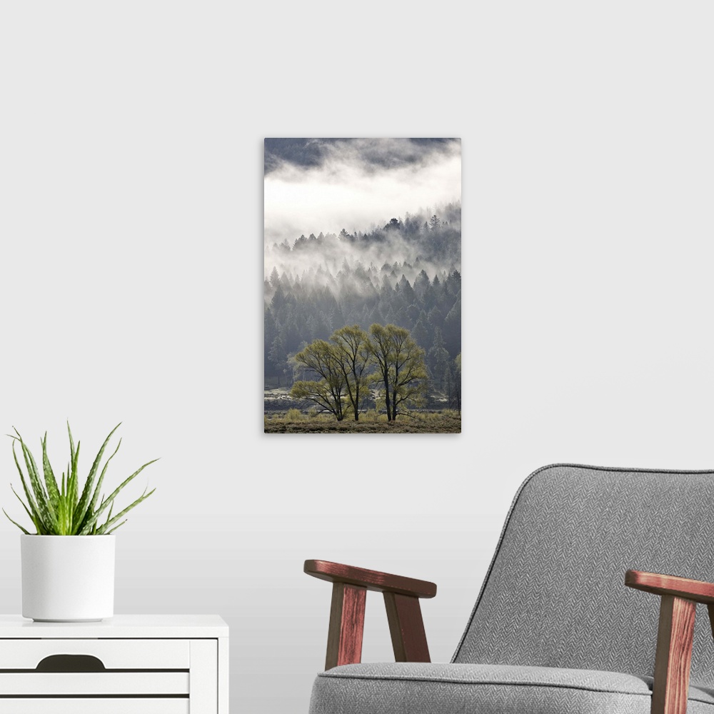 A modern room featuring Fog mingling with evergreen trees, Yellowstone National Park, Wyoming