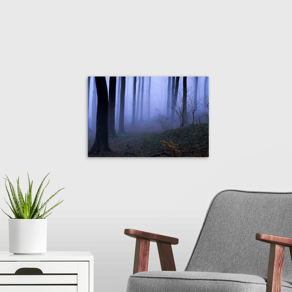 A modern room featuring Forest in the fog, Bielefeld, Germany