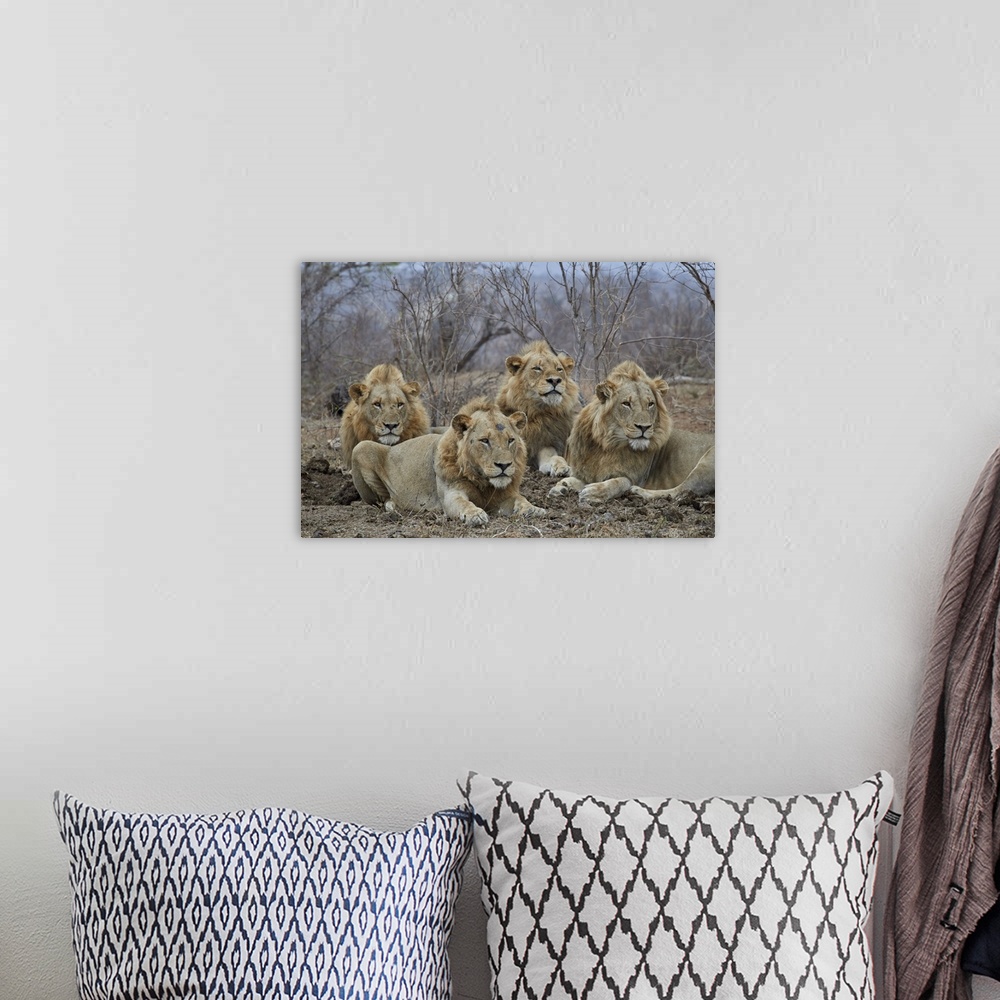 A bohemian room featuring Four male Lion, Kruger National Park