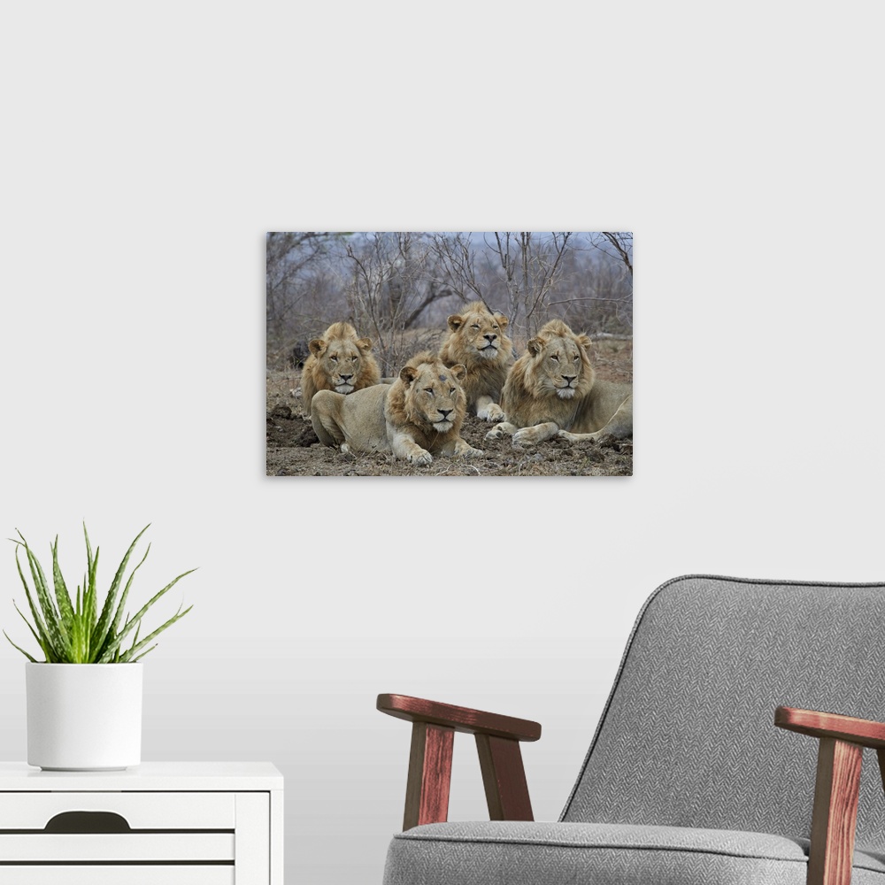 A modern room featuring Four male Lion, Kruger National Park