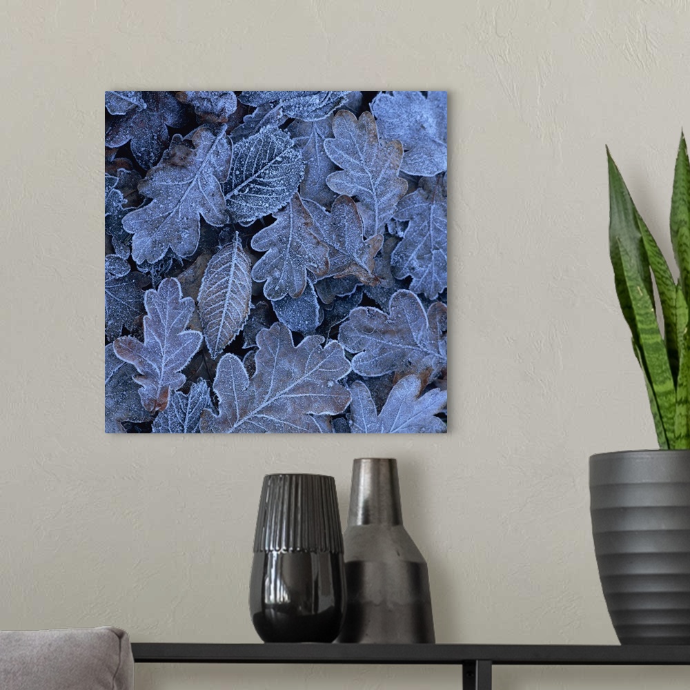 A modern room featuring Frost on leaves