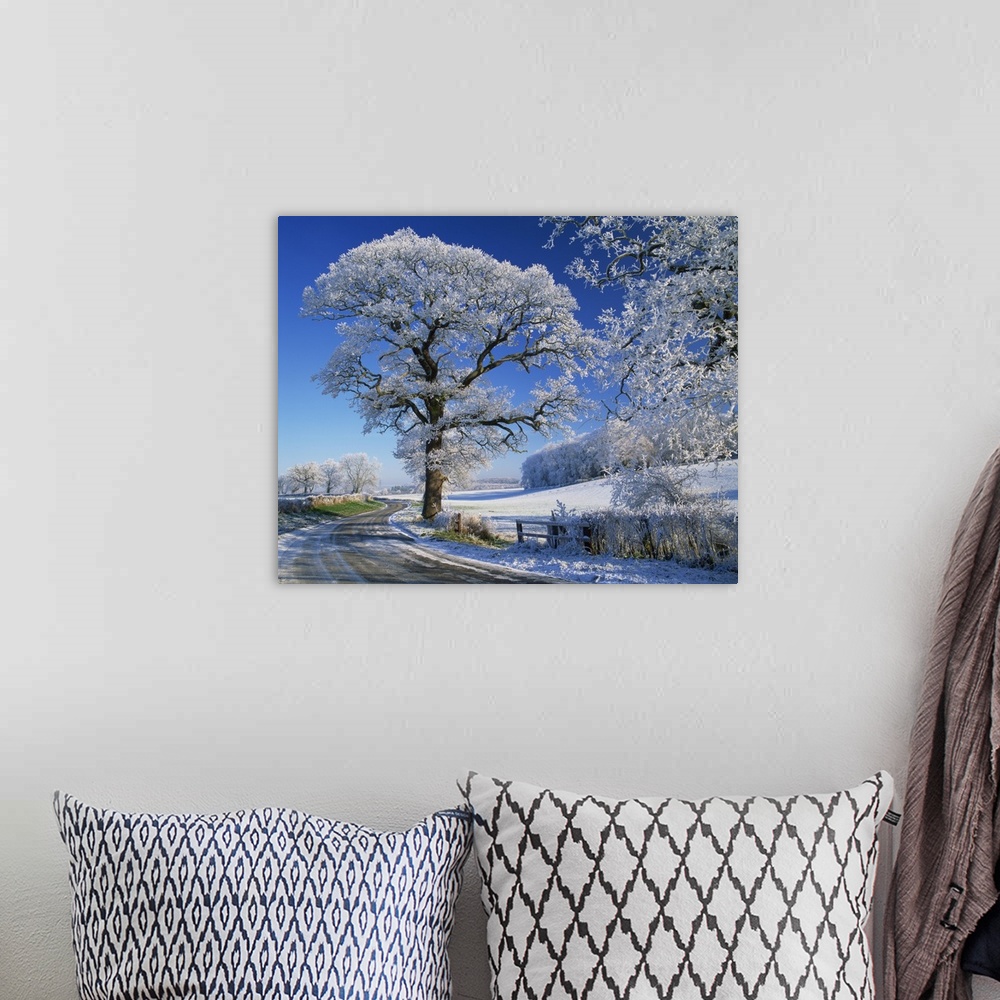 A bohemian room featuring Frosted tree at roadside and rural winter scene, Lincolnshire, England, UK