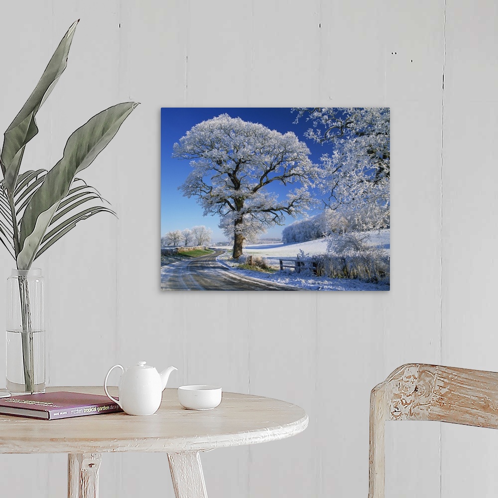 A farmhouse room featuring Frosted tree at roadside and rural winter scene, Lincolnshire, England, UK
