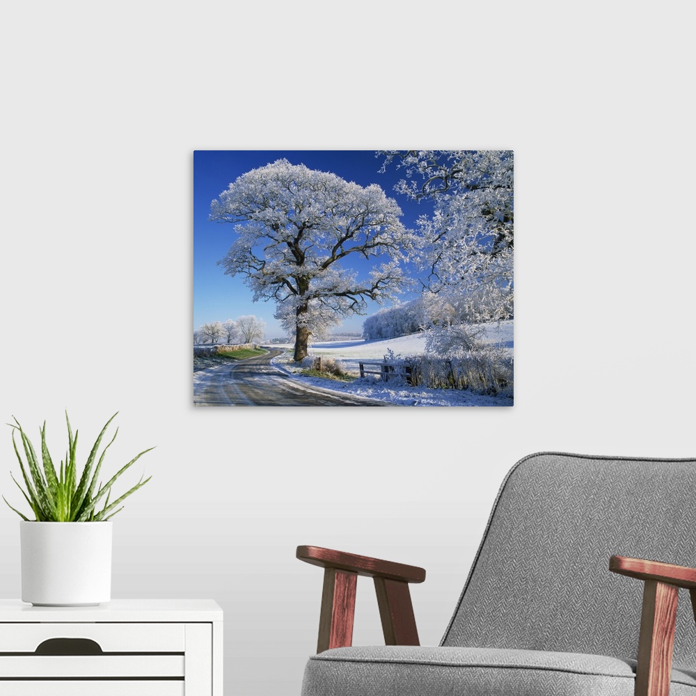 A modern room featuring Frosted tree at roadside and rural winter scene, Lincolnshire, England, UK